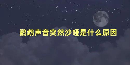 鹦鹉声音突然沙哑是什么原因