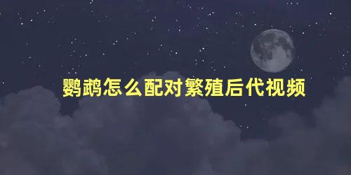 鹦鹉怎么配对繁殖后代视频