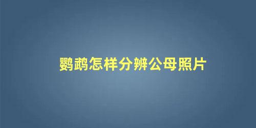 鹦鹉怎样分辨公母照片