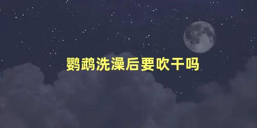 鹦鹉洗澡后要吹干吗