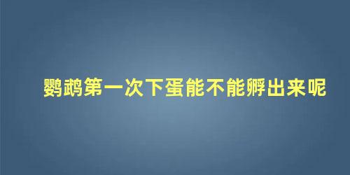 鹦鹉第一次下蛋能不能孵出来呢