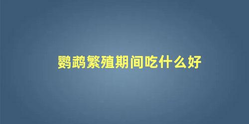 鹦鹉繁殖期间吃什么好