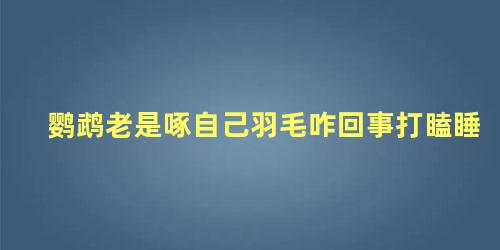 鹦鹉老是啄自己羽毛咋回事打瞌睡