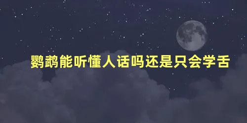 鹦鹉能听懂人话吗还是只会学舌