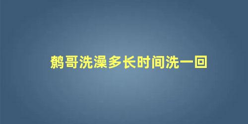 鹩哥洗澡多长时间洗一回