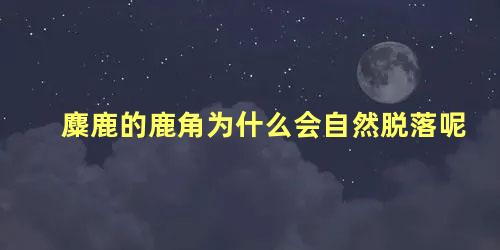 麋鹿的鹿角为什么会自然脱落呢