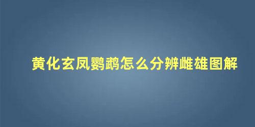 黄化玄凤鹦鹉怎么分辨雌雄图解