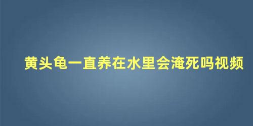 黄头龟一直养在水里会淹死吗视频