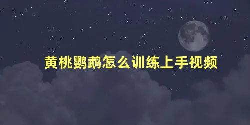 黄桃鹦鹉怎么训练上手视频