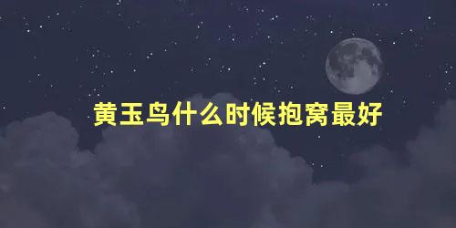 黄玉鸟什么时候抱窝最好