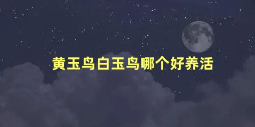 黄玉鸟白玉鸟哪个好养活