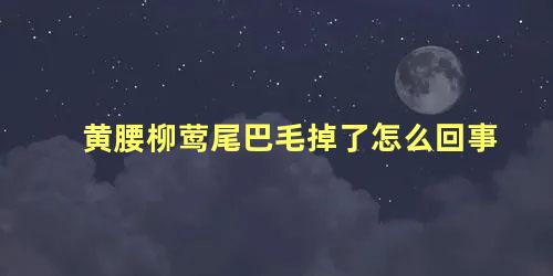 黄腰柳莺尾巴毛掉了怎么回事