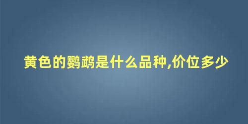 黄色的鹦鹉是什么品种,价位多少