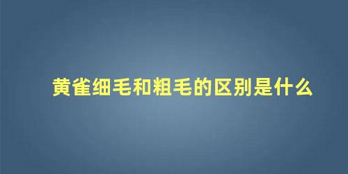 黄雀细毛和粗毛的区别是什么