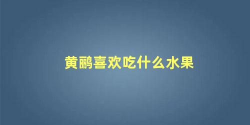 黄鹂喜欢吃什么水果