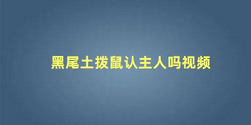 黑尾土拨鼠认主人吗视频