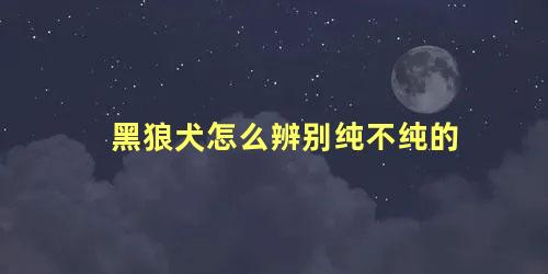 黑狼犬怎么辨别纯不纯的