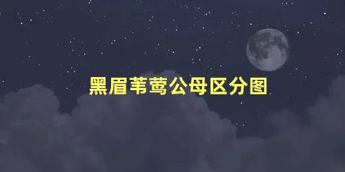 黑眉苇莺公母区分图